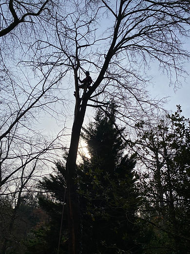 Before and after photo showing removal of damaged tree limb