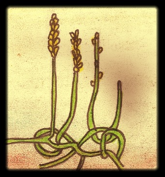 Plantas Vasculares Fosiles
