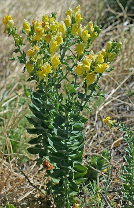 Dalmatian Toadflax