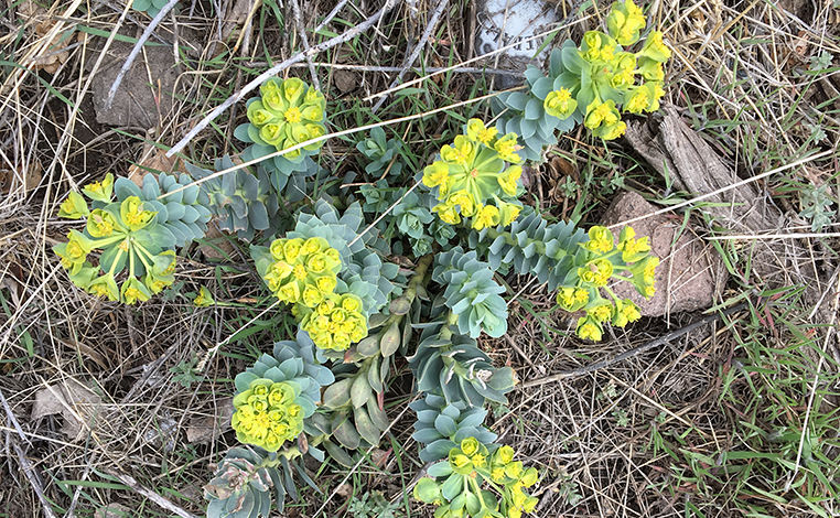 Myrtle Spurge