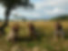 Background image of Korthals Griffon in a field