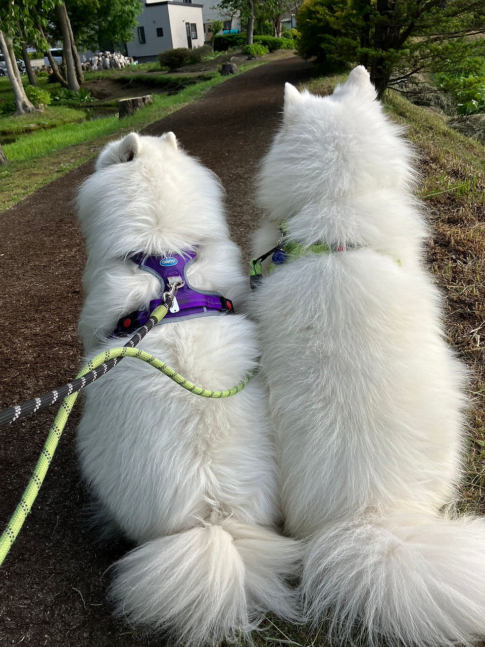 当店の看板犬