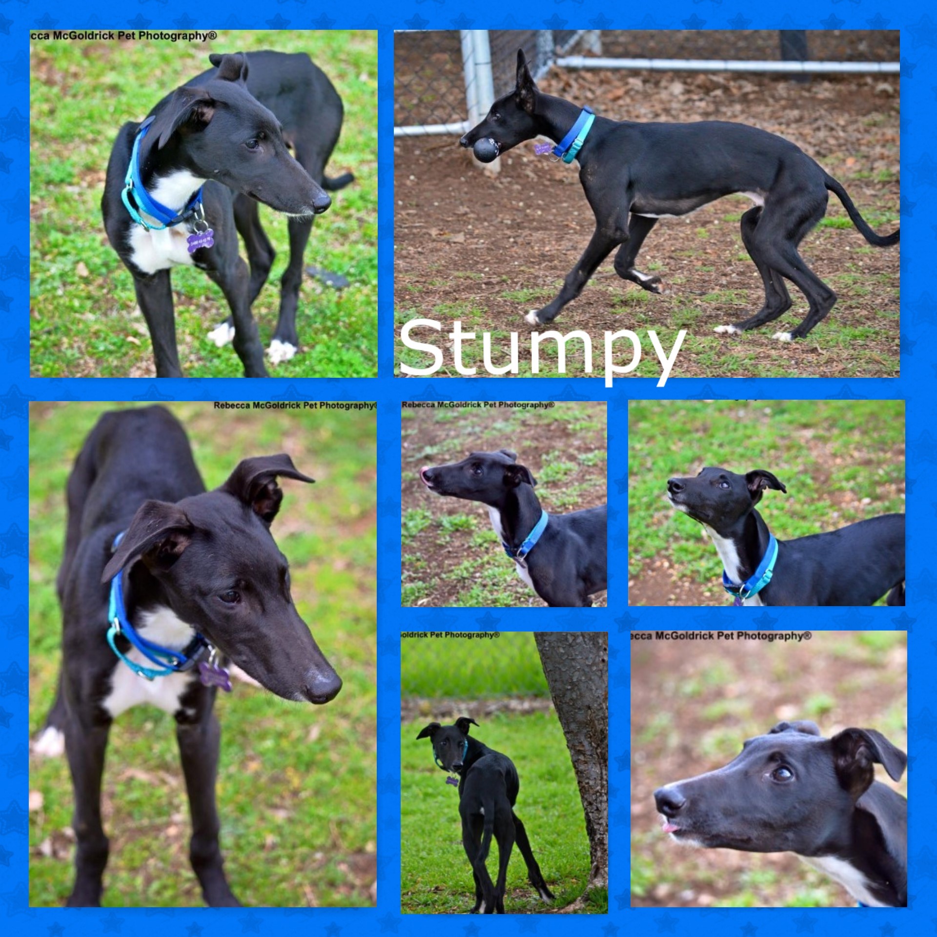 Stumpy