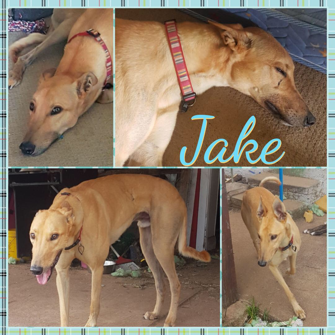 Jake