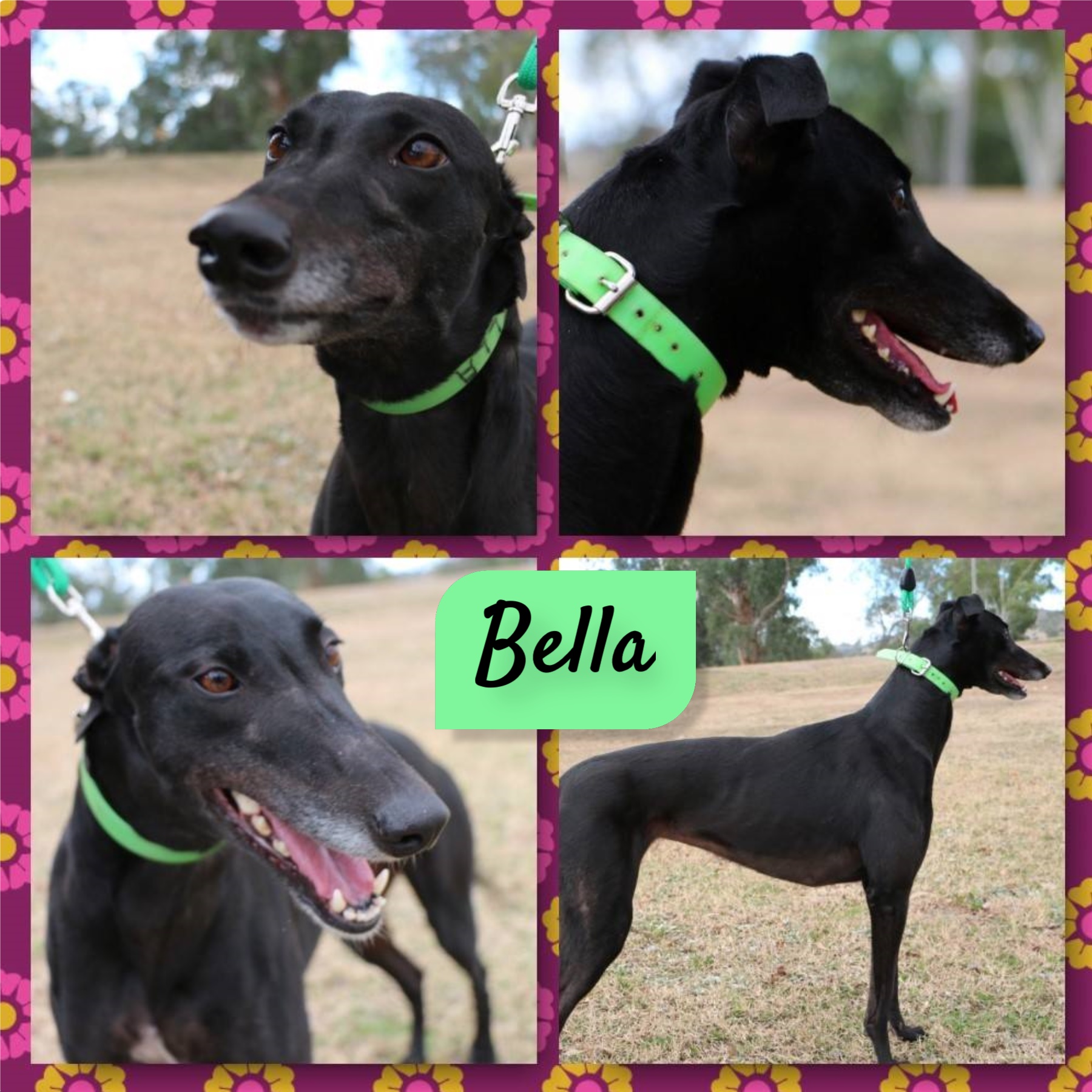 Bella