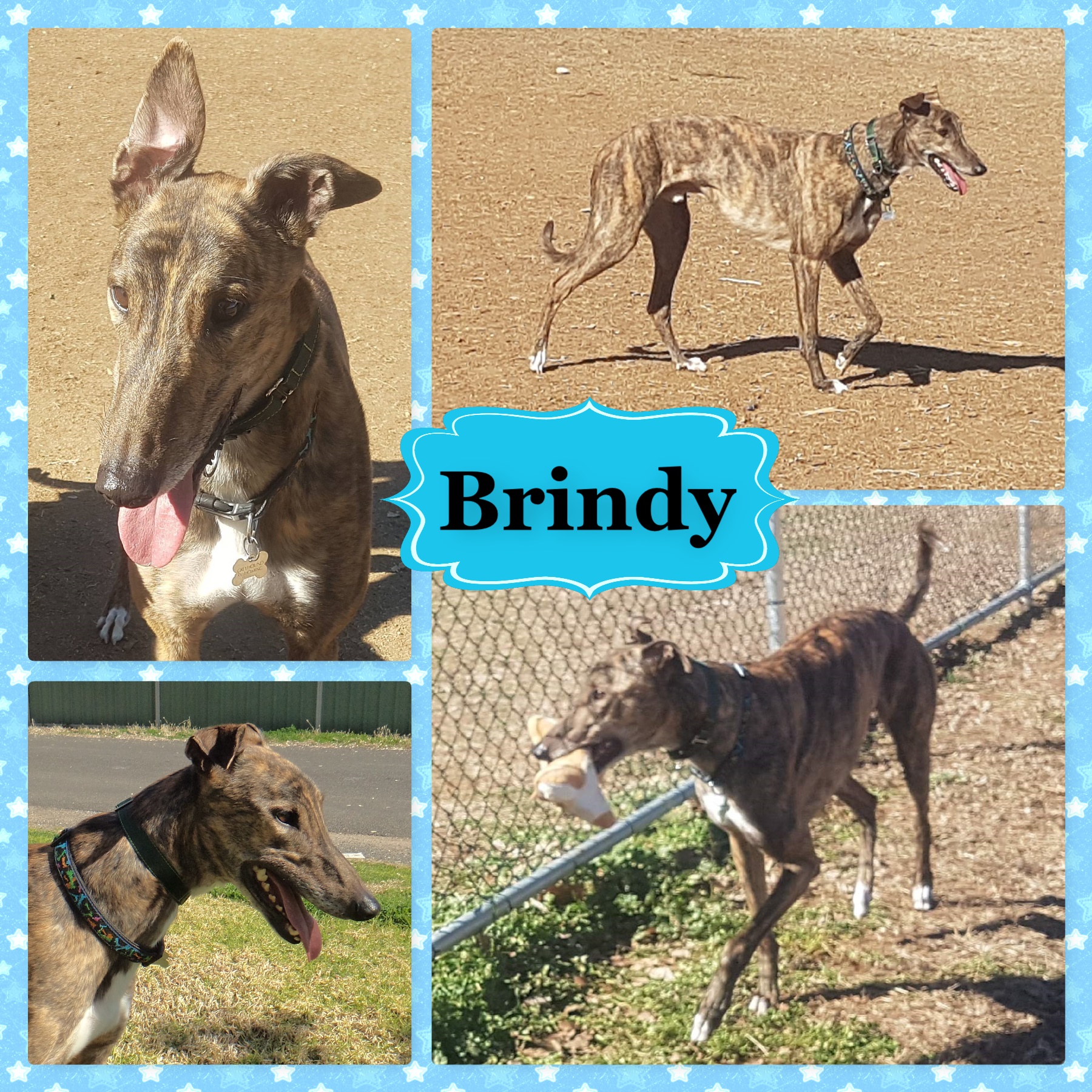 Brindy