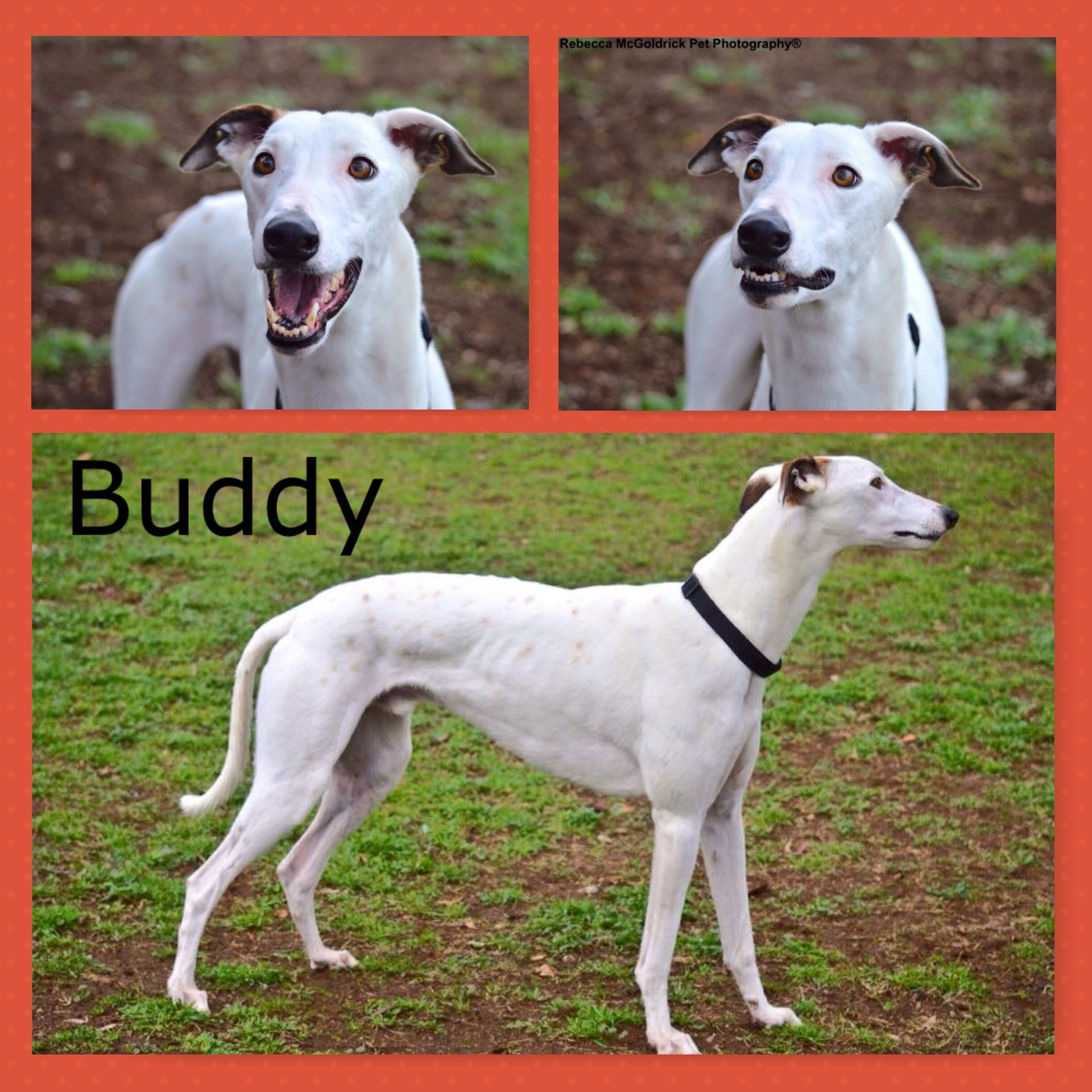 Buddy