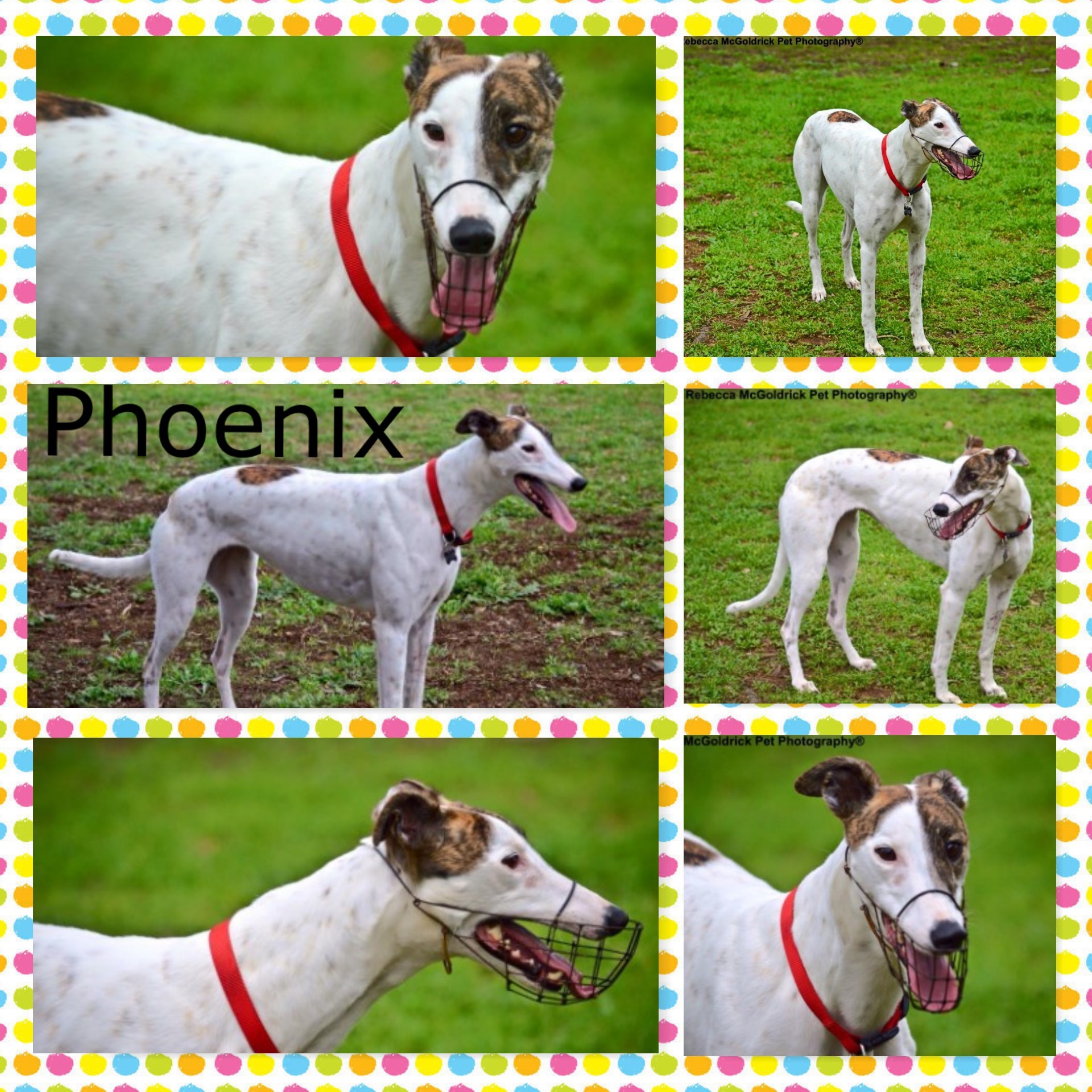 Phoenix