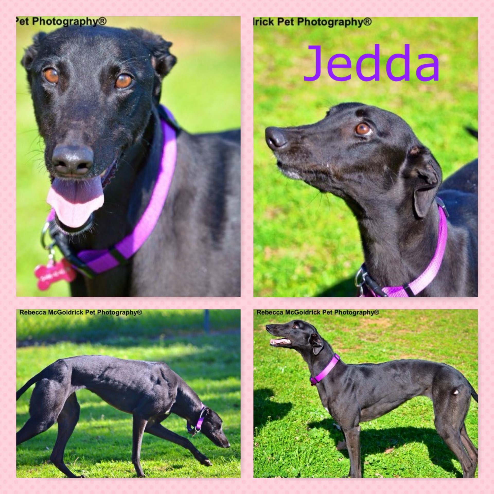 Jedda