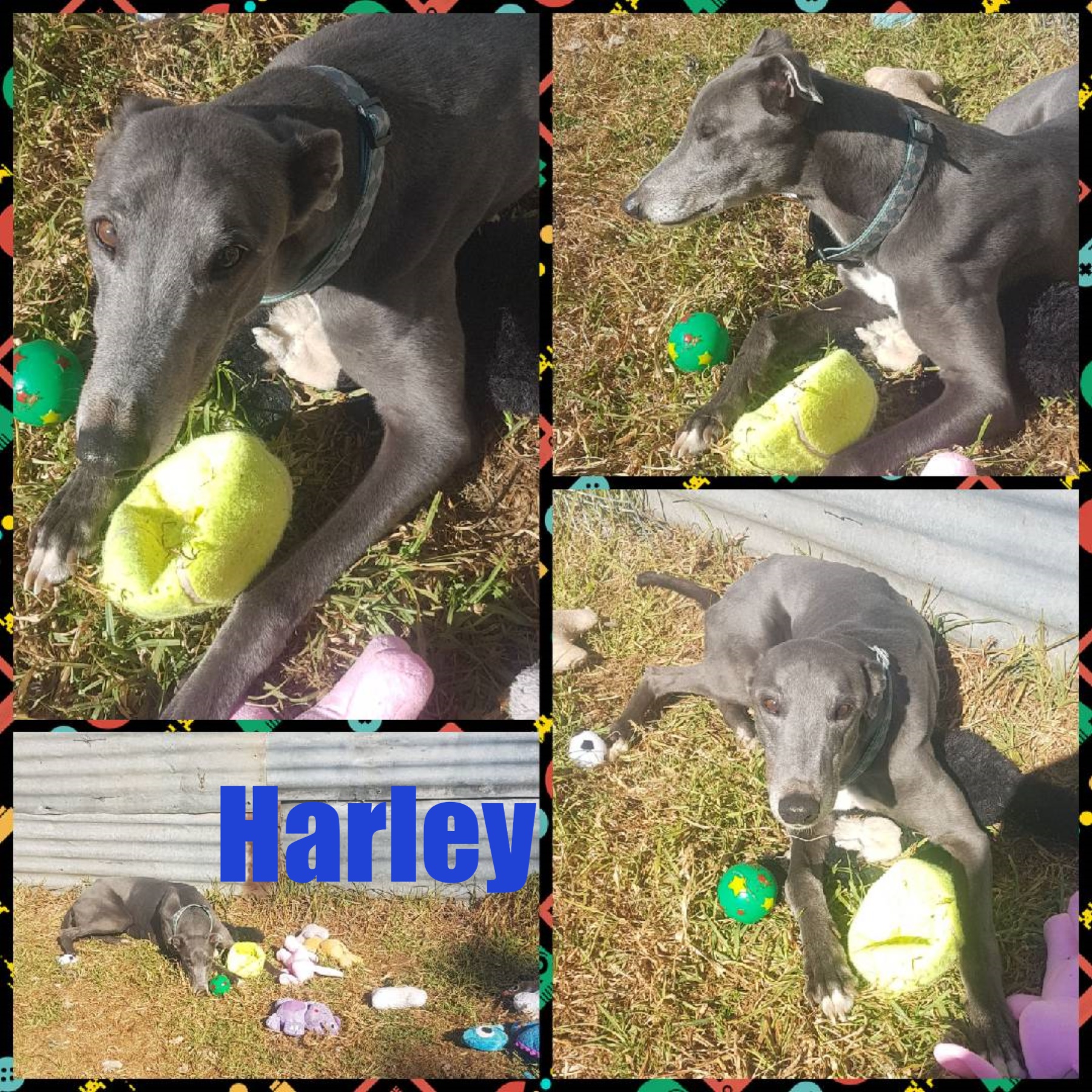 Harley