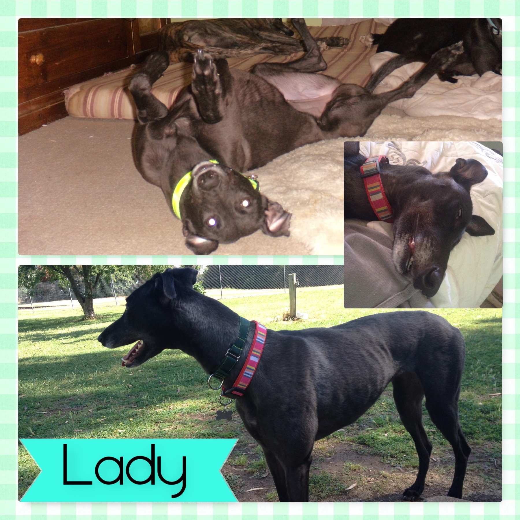 Lady