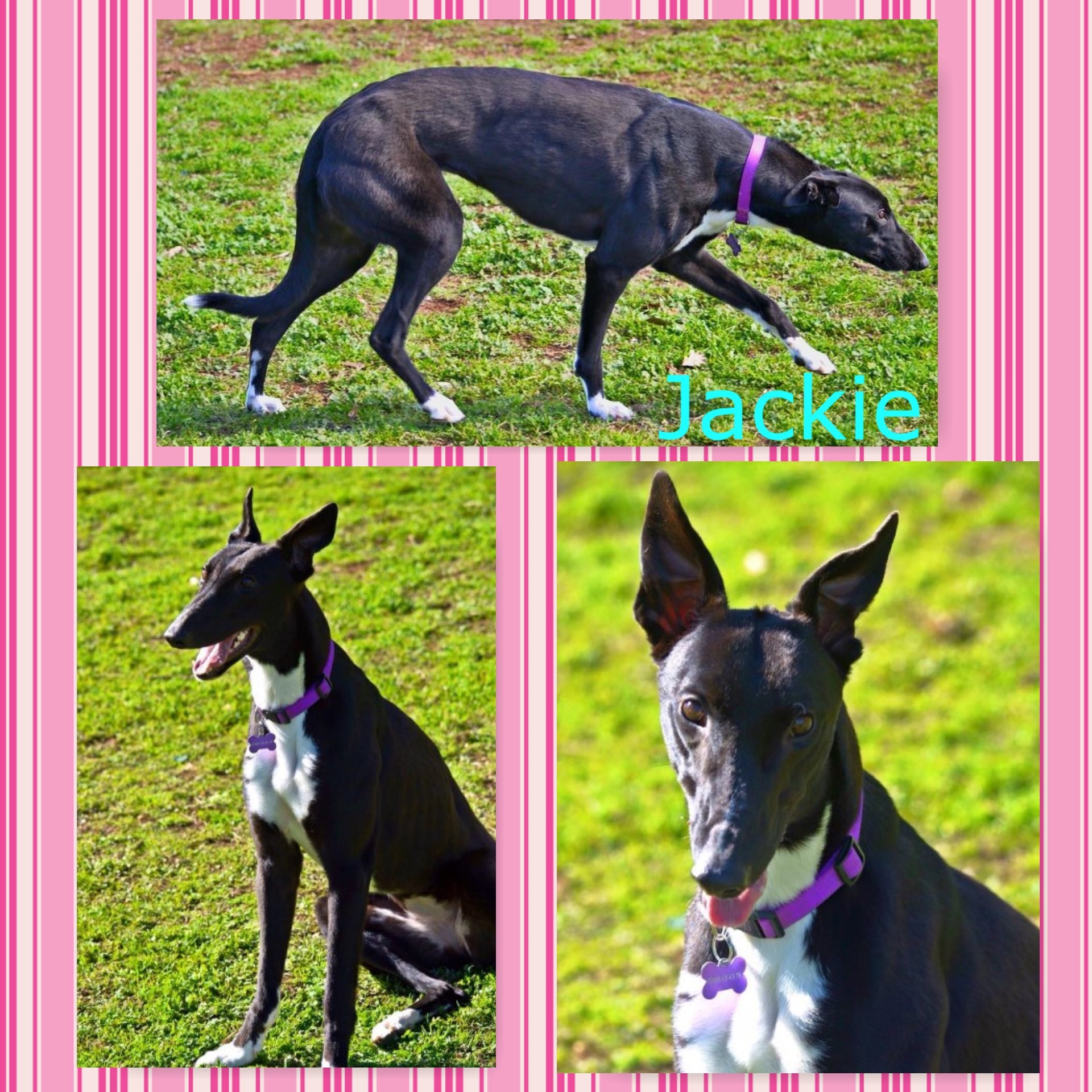 Jackie