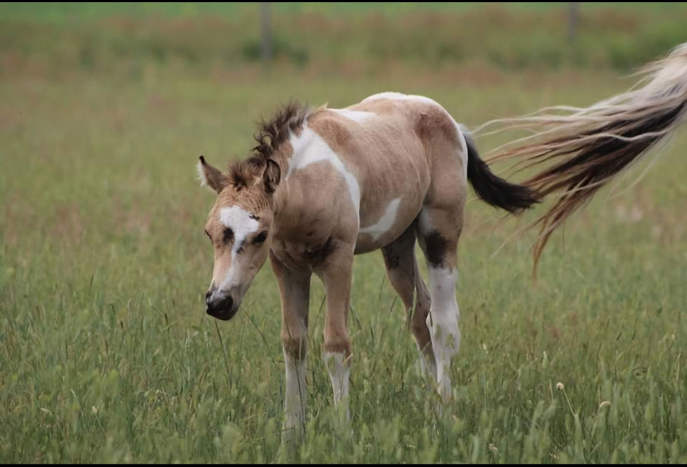 2024 Buckskin Tobiano Stallion