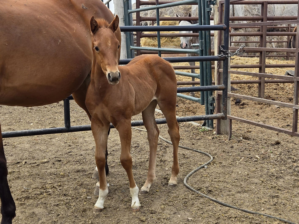 GW Doublesmart Verse (pending)