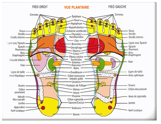 photoVuePlantaire2.gif