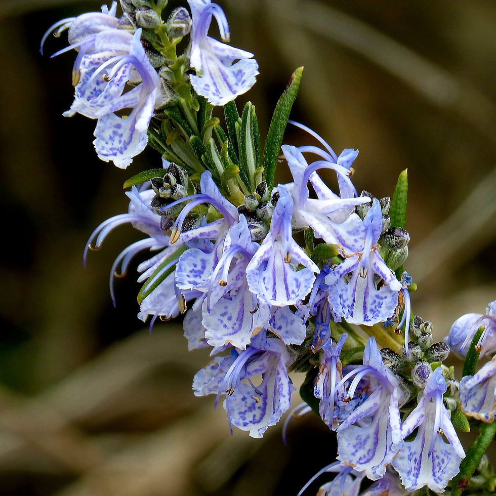 Close-up of rosemary flowers with delicate purple petals and green leaves, set against a blurred brown background.