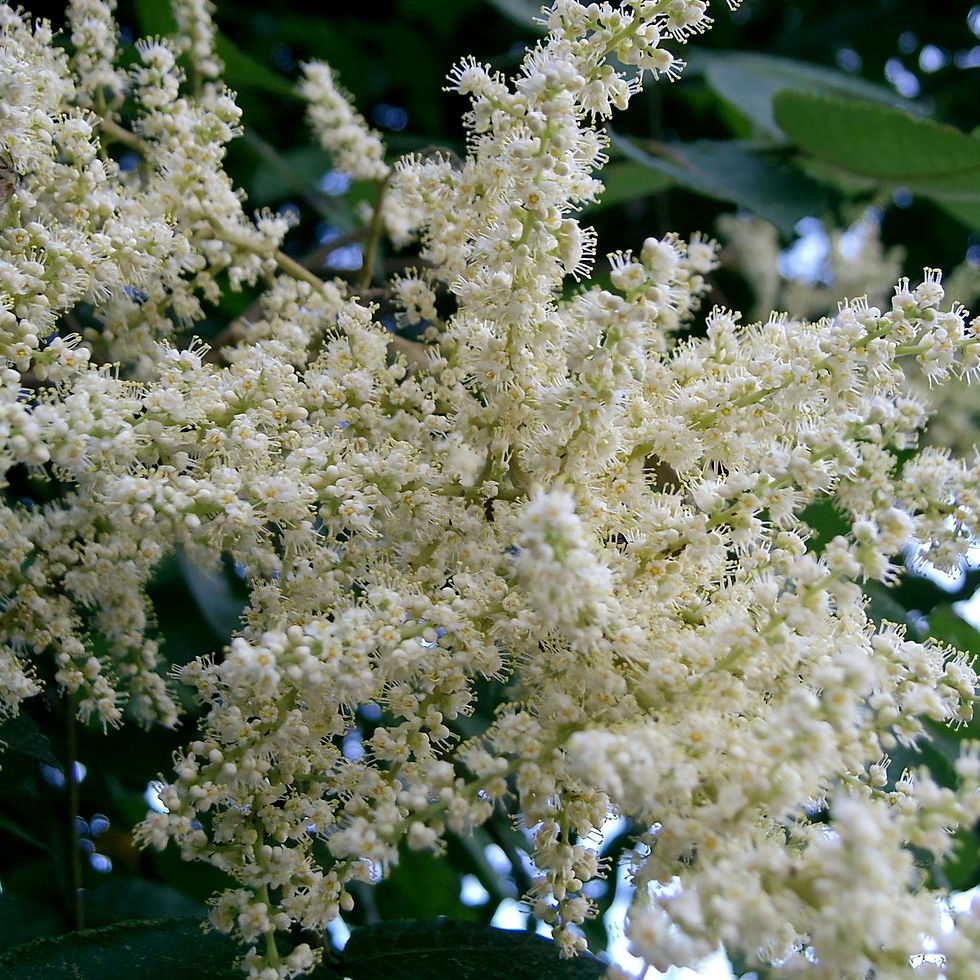 Close-up of delicate, white, fluffy Nutgall Tree flowers amidst green leaves. The setting is outdoors with a calm, natural atmosphere.
