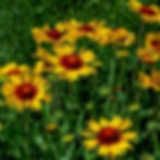 Vibrant yellow blanketflowers with red centers bloom in a lush green garden, creating a lively and cheerful spring atmosphere.