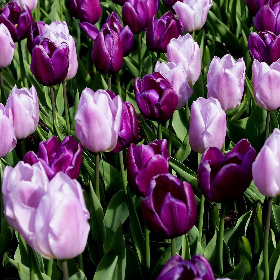 Purple tulips in a garden setting with vibrant green leaves, creating a lively and colorful spring atmosphere.