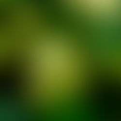 July 30th - The Lime Tree