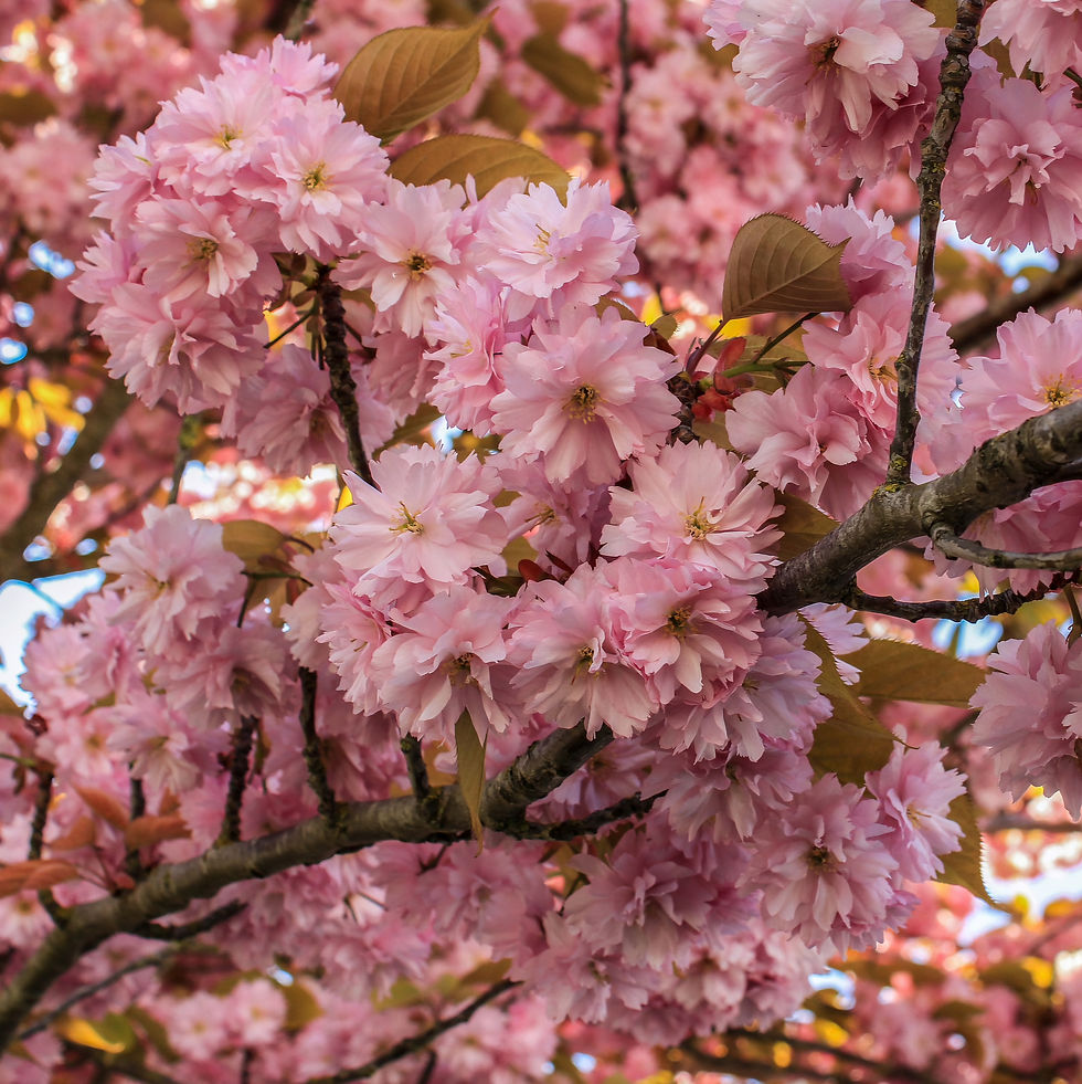 Close-up of pink prunus cherry blossoms on a tree with green leaves. Blue sky peeks through branches, creating a serene and vibrant spring scene.