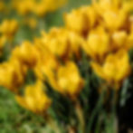 Yellow spring crocuses bloom in a sunny garden, surrounded by green grass. The flowers' vibrant petals create a cheerful, springtime mood.