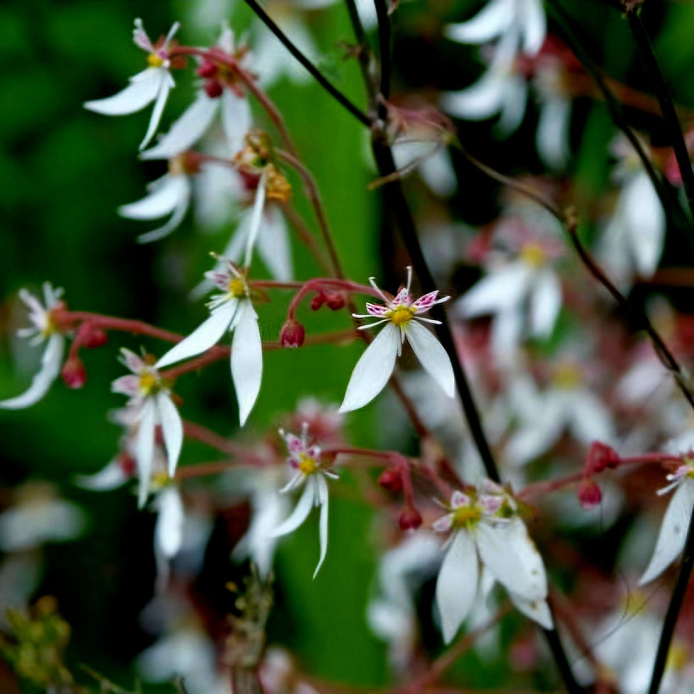 Delicate white saxifraga flowers with pink centers and red stems set against a lush green blurred background, evoking a serene and natural mood.