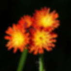 Bright orange and yellow hawkweed flowers with a dark green background, creating a vibrant contrast. No visible text. Peaceful mood.