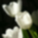 January 7th - The White Tulip