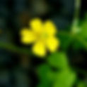 May 20th - The Woodsorrel