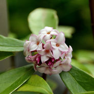Cluster of small white winter daphne flowers with pink edges and green leaves in a lush garden setting, conveying a fresh, serene mood.