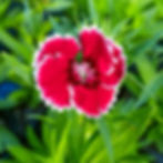 Close-up of a vibrant red rainbow pink dianthus flower with white edges, surrounded by green leaves. The background is a blurred garden setting.
