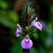 February 12th - The Justicia Procumbens