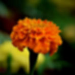 Close-up of a vibrant orange marigold against a blurred green background, showcasing detailed petals in full bloom.