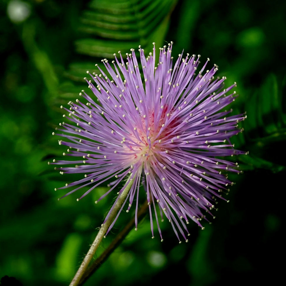 Purple mimosa flower with delicate spikes, set against a lush green foliage background, creating a vibrant and serene nature scene.