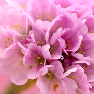 February 29th - The Armeria