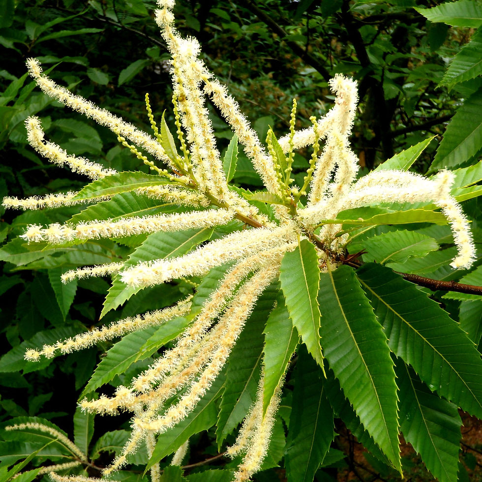 Chestnut tree blossoms with long, creamy catkins and glossy green leaves, set against a lush, leafy background. Bright and lively scene.