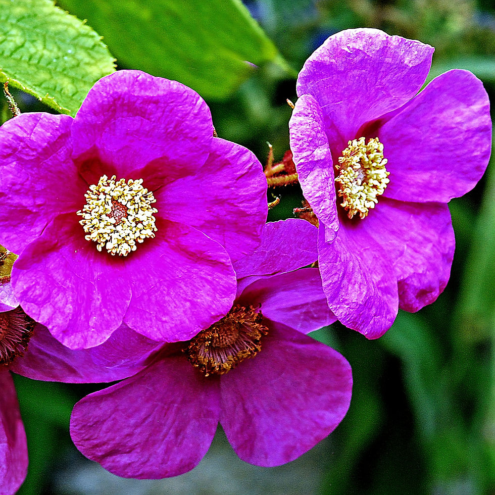 Vibrant purple raspberry flower with yellow centers against a green leafy background, creating a lively and colorful scene.