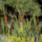 Cattails with tall green leaves and fuzzy brown flowers stand near a pond, surrounded by lush foliage. Calm and natural setting.