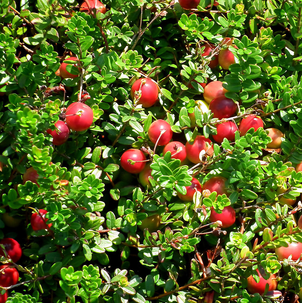 Two small, delicate white cranberry flowers with red stems in a lush green setting, conveying a serene and natural mood.