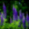 November 2nd - The Lupine