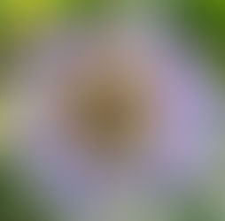 June 27th - The Passion Flower