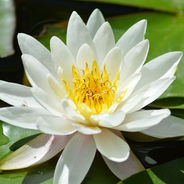 April 27th - The Water Lily