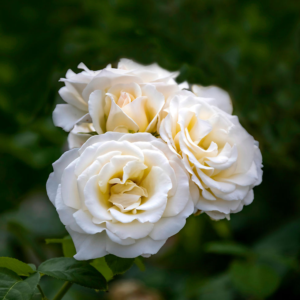 White roses bloom against a lush green background, exuding a serene and peaceful mood. No text is visible.