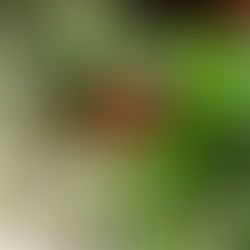 Close-up of a red and green curlygrass fern against a blurred background of greenery and light. The flower has a textured surface with bright highlights.