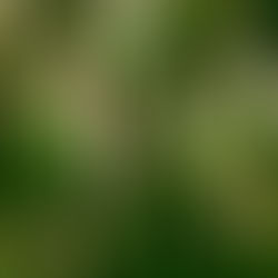 Close-up of green ornamental quaking grasses with purple tips in a lush garden setting, creating a serene and natural atmosphere.