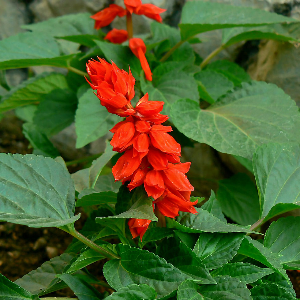 Bright red sage flower with layered petals among lush green leaves. Natural setting with a calm and vibrant mood.