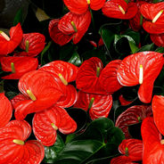 August 25th - The Anthurium