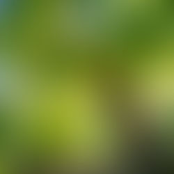 A lush willow tree by a tranquil pond, its long branches hanging low. Sunlight filters through leaves, creating a serene, vibrant scene.