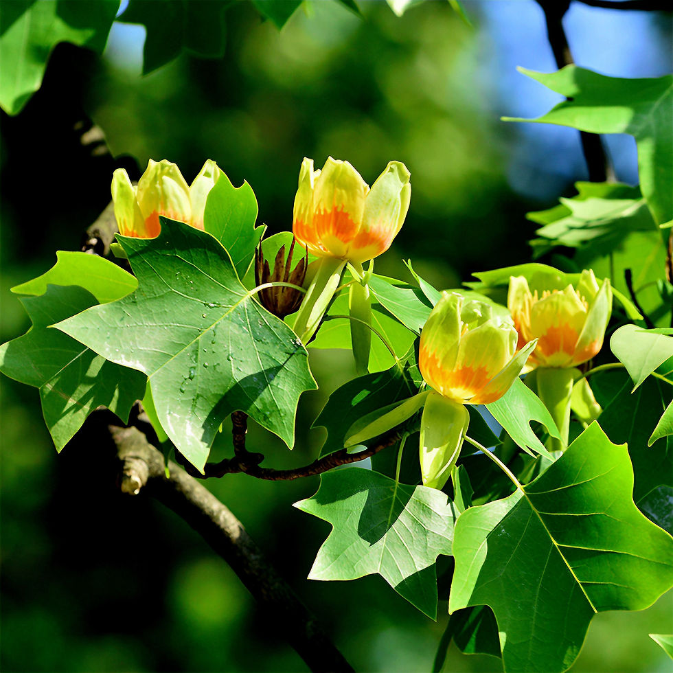 Yellow-orange tulip tree flowers with green leaves on branches set against a lush, blurred green background. Bright and sunny atmosphere.